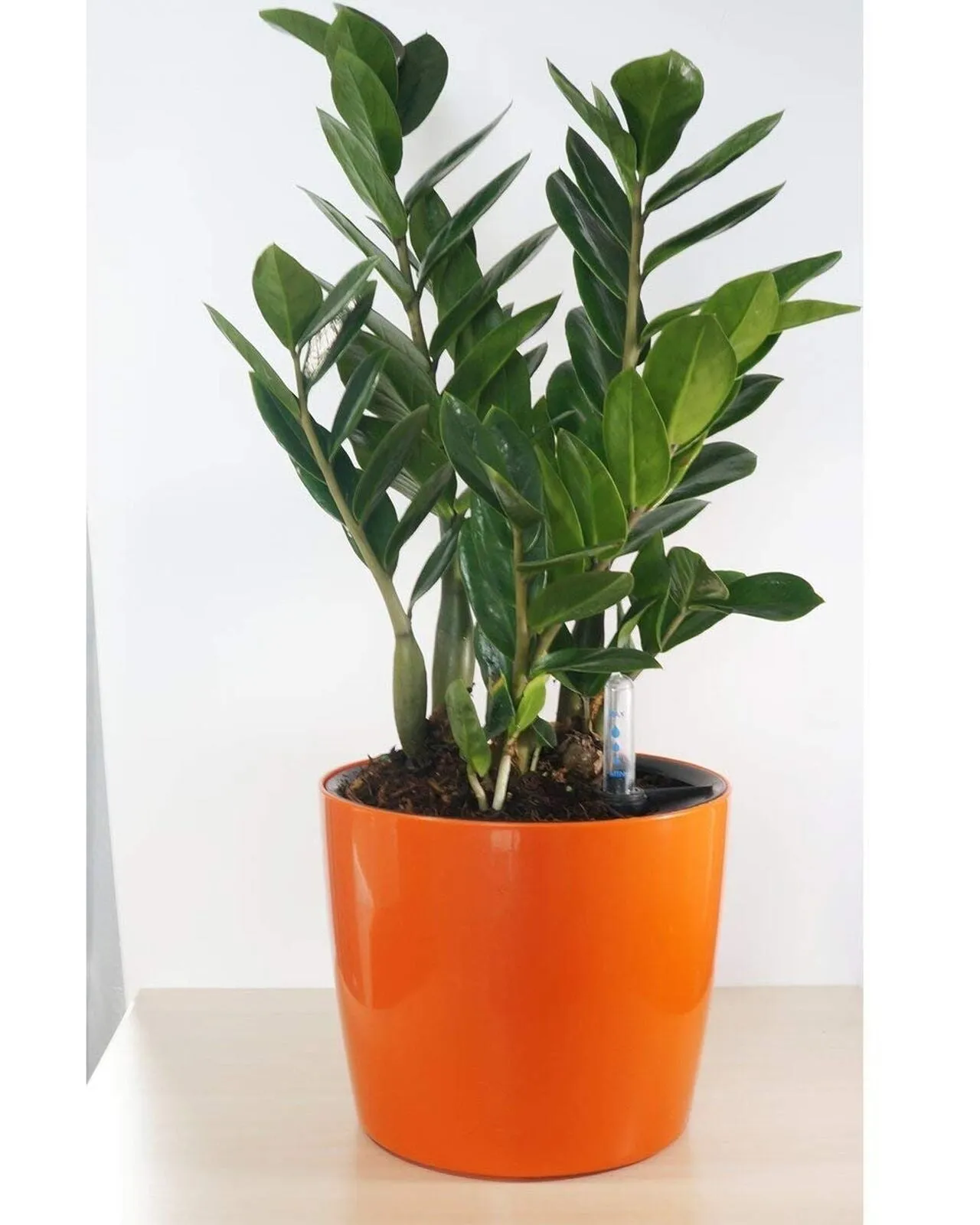 7 Inch round Self Watering Planter with Water Level Gauge Indoor Outdoor Gard...