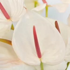 Anthurium Seashell White Tropical Flower