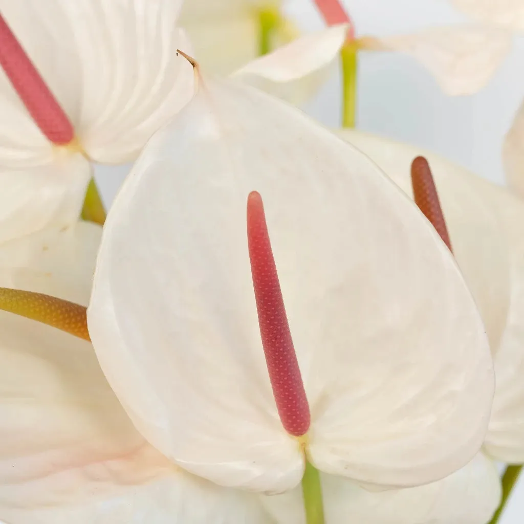 Anthurium Seashell White Tropical Flower