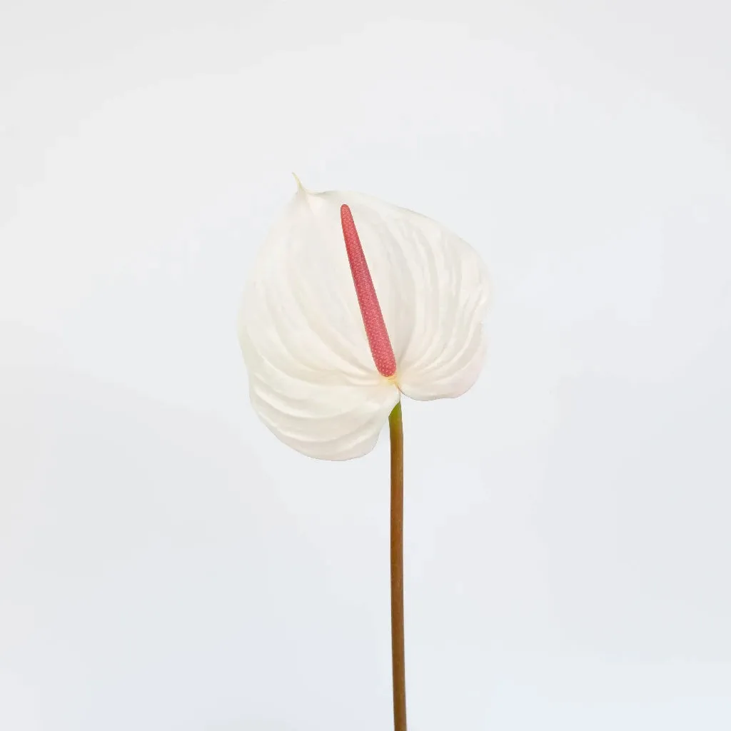 Anthurium Seashell White Tropical Flower