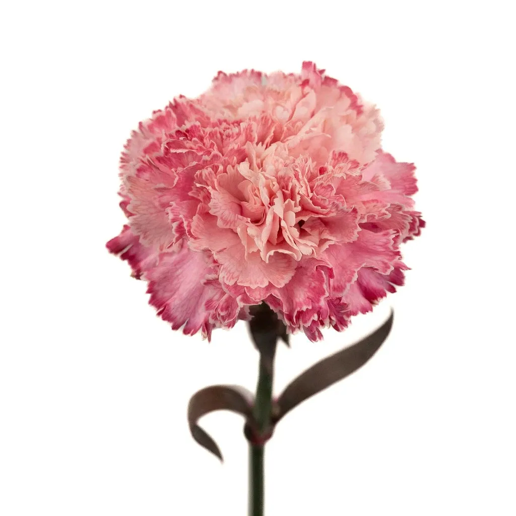 Baby Shower Pink Carnation Flowers