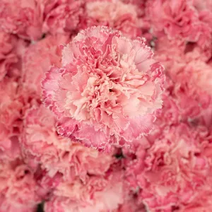 Baby Shower Pink Carnation Flowers