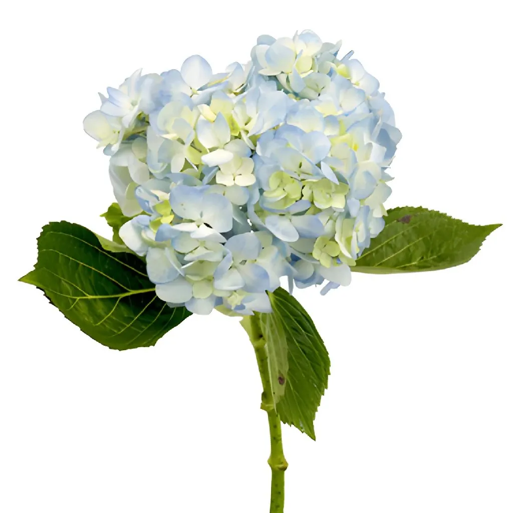 Bicolor Ivory with Hint of Blue Designer Hydrangea Flower