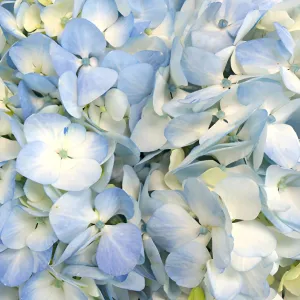 Bicolor Ivory with Hint of Blue Designer Hydrangea Flower