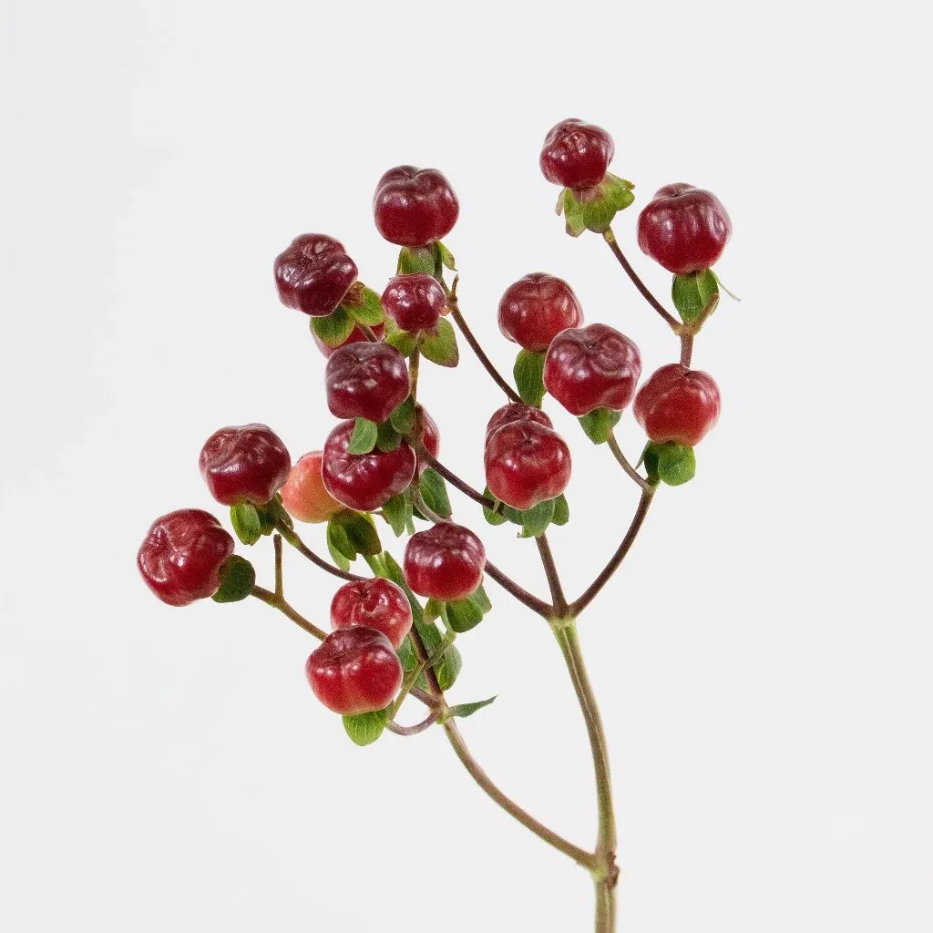 Burgundy Designer Hypericum Berries