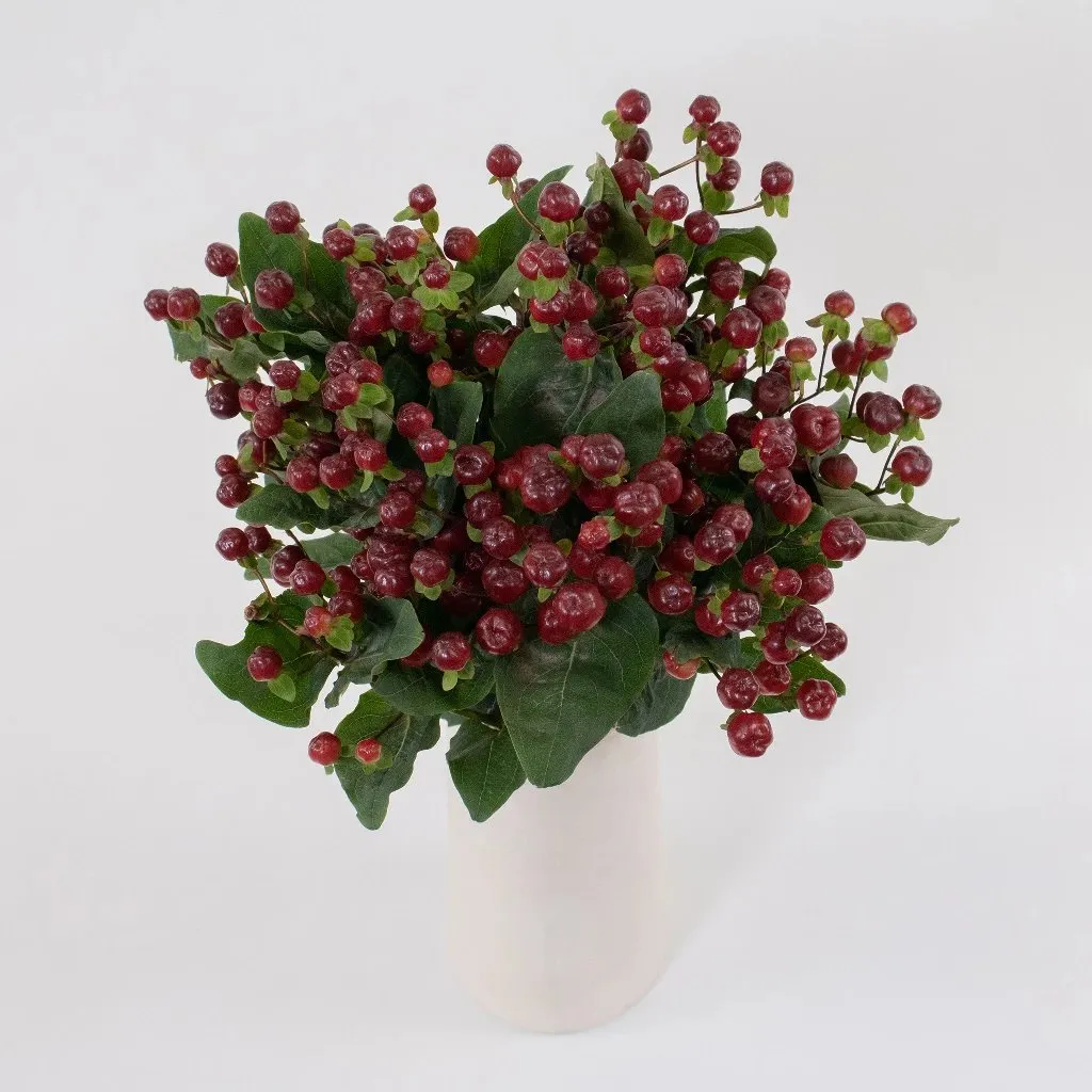 Burgundy Designer Hypericum Berries