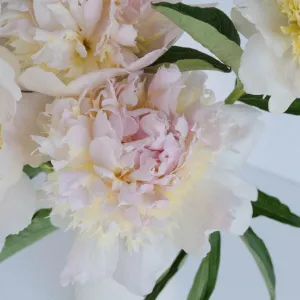 Cherry Blossom Peonies for June Delivery