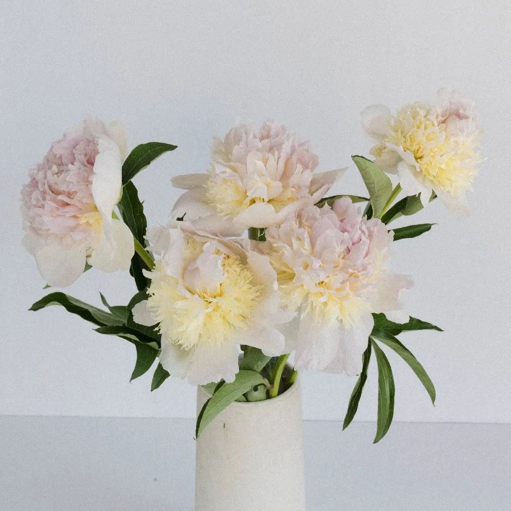 Cherry Blossom Peonies for June Delivery