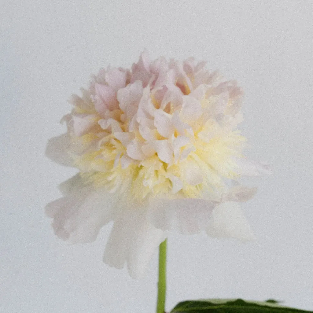 Cherry Blossom Peonies for June Delivery