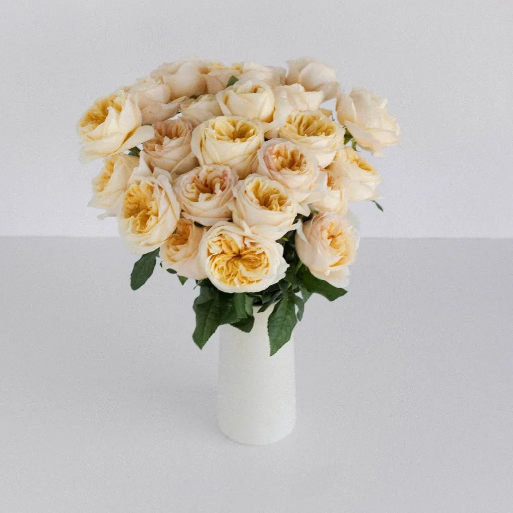 Cream Juliet Garden Rose