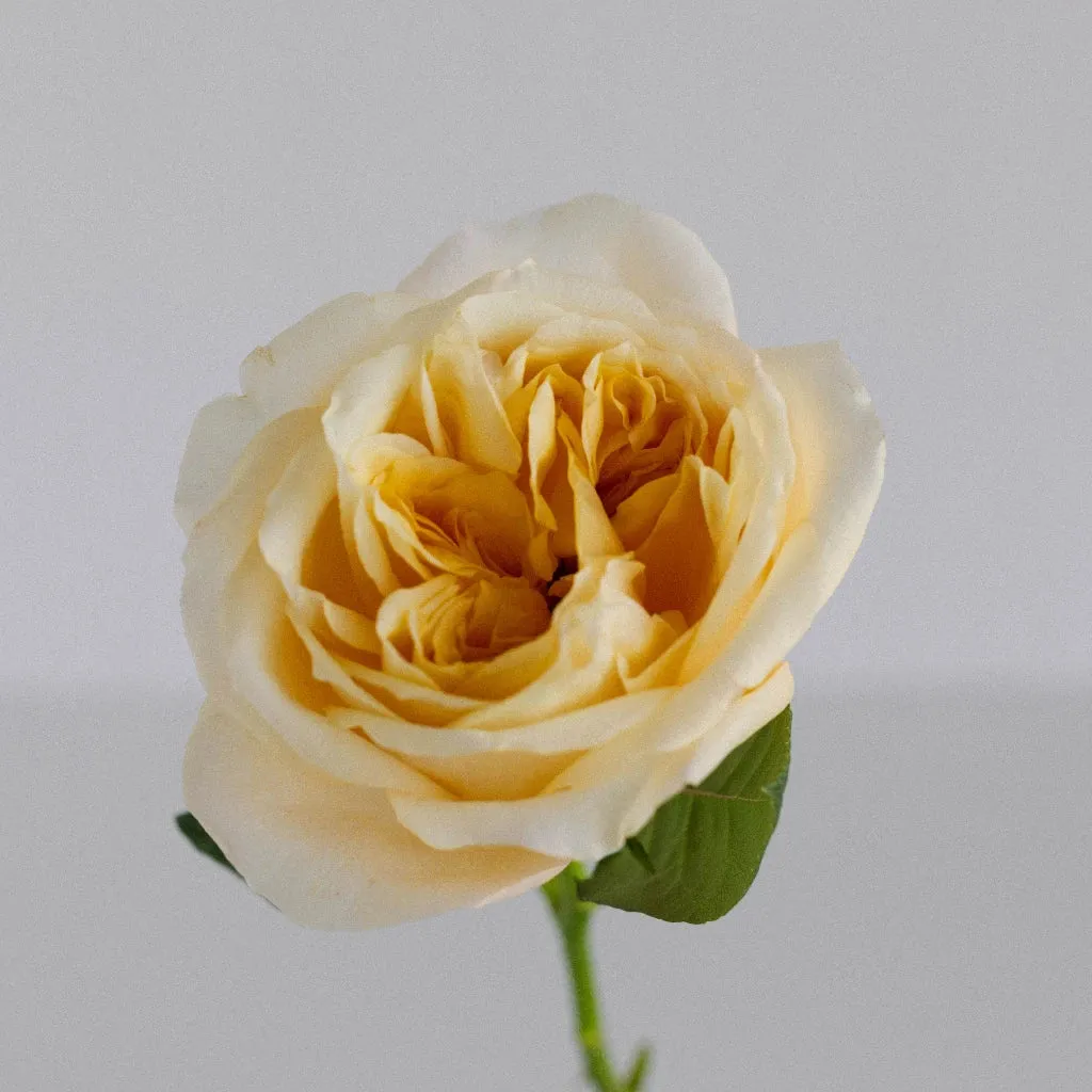 Cream Juliet Garden Rose