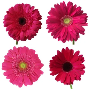 Dark Pink Gerbera Daisy