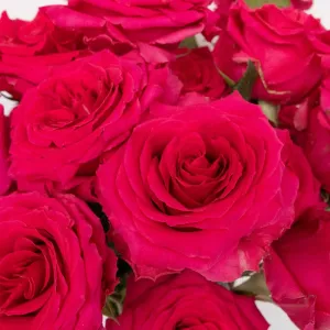 Dark Pink Hot Shot Rose