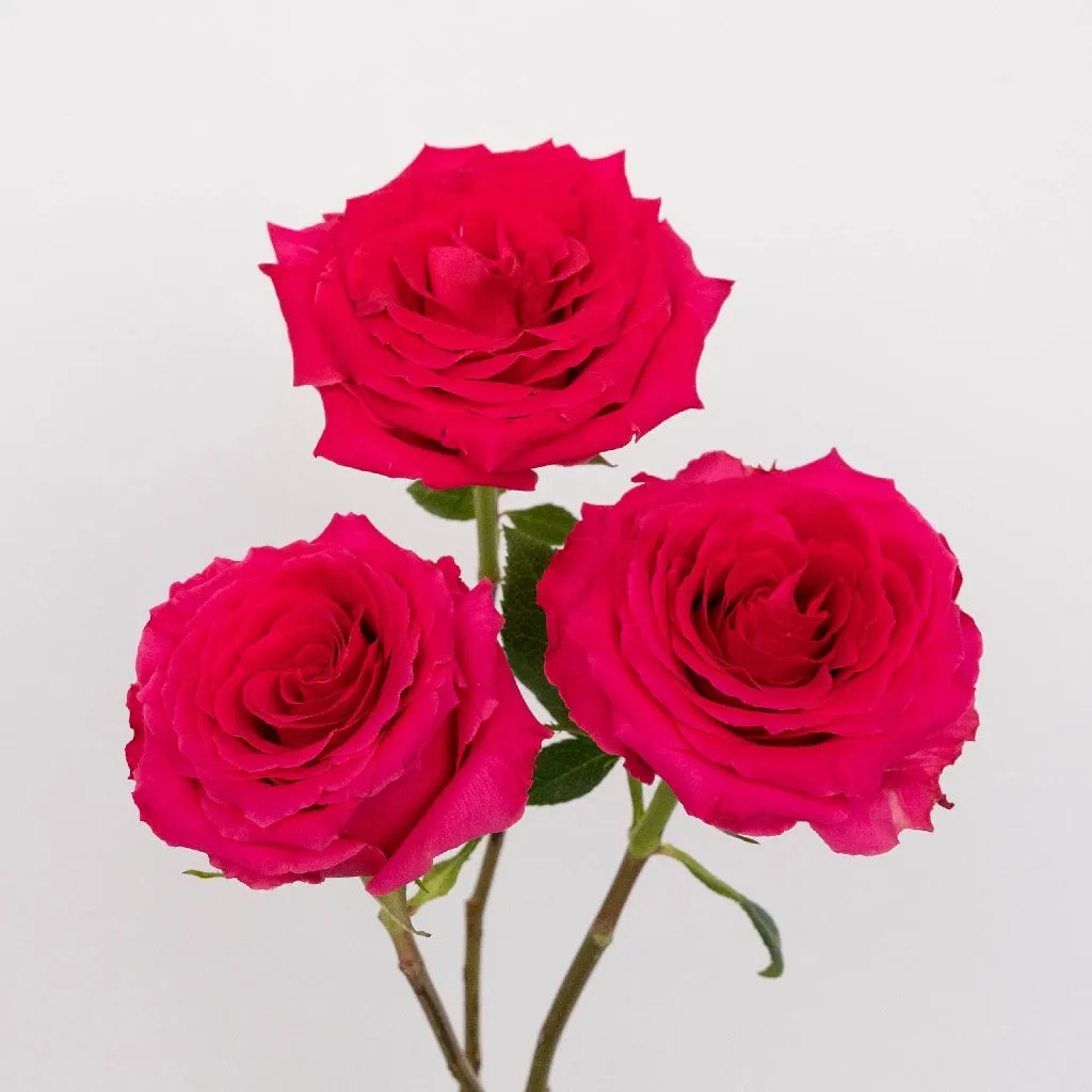 Dark Pink Hot Shot Rose