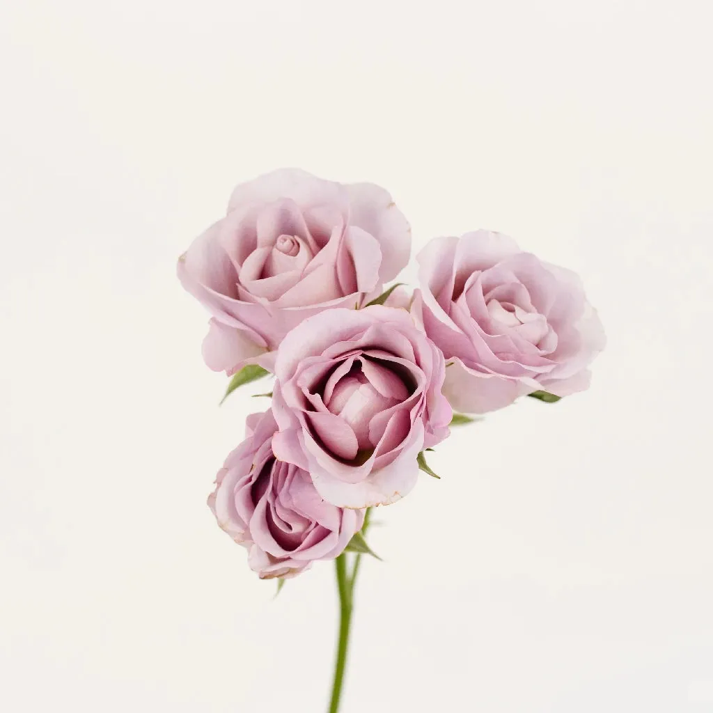 Delicate Lavender Spray Garden Rose