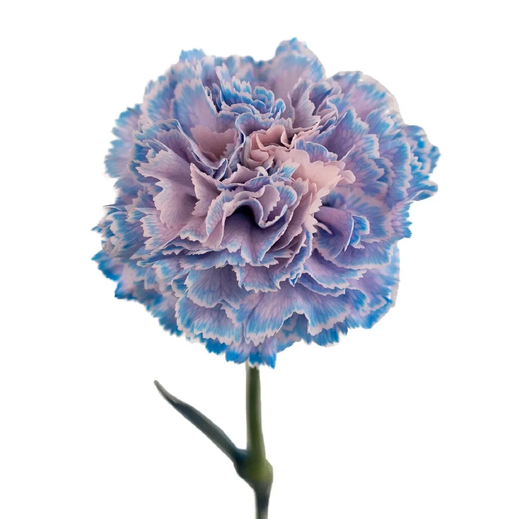 Dusty Blue Wedding Carnation Flowers