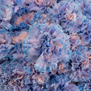 Dusty Blue Wedding Carnation Flowers