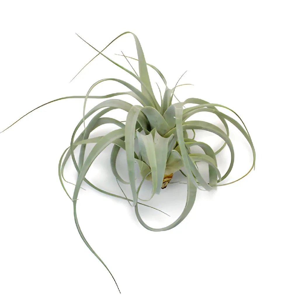 Extra Large Sage Green Xerographica Air Plants