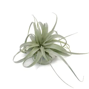 Extra Large Sage Green Xerographica Air Plants