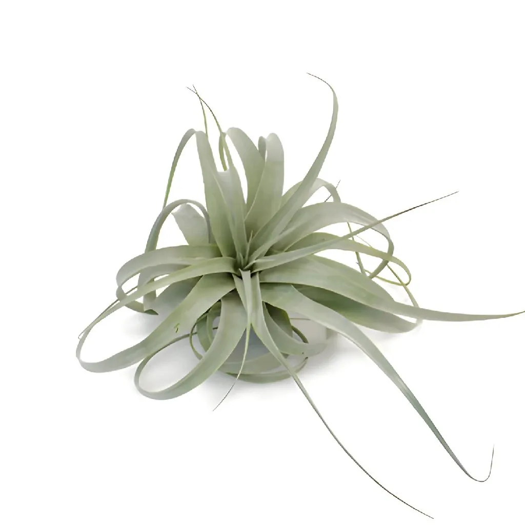 Extra Large Sage Green Xerographica Air Plants