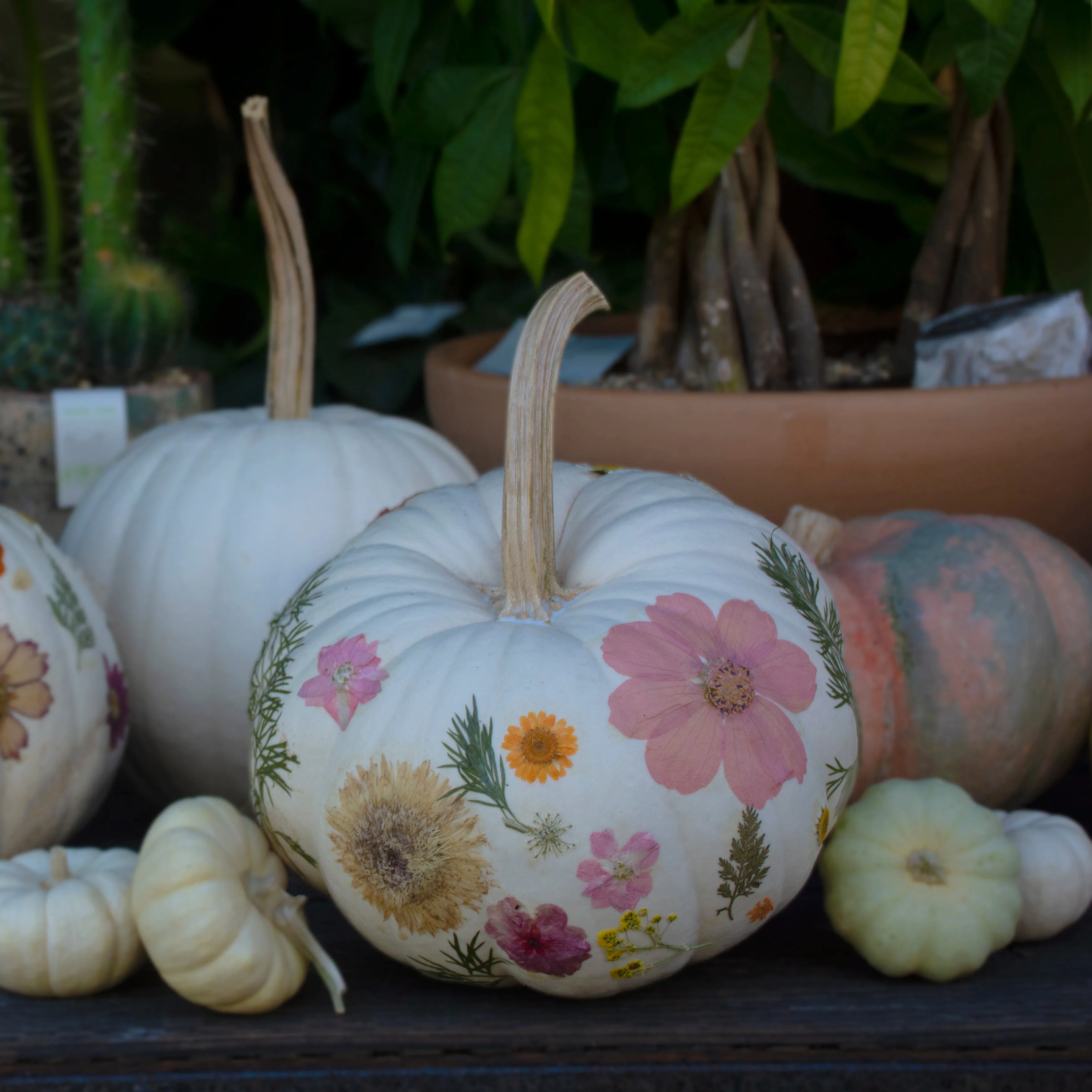 Fantasy Pumpkins