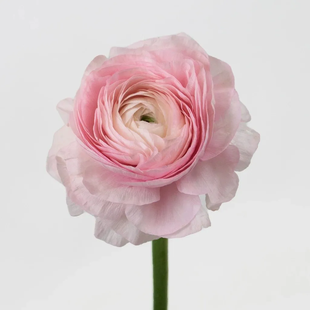 Favola Cloony Ranunculus