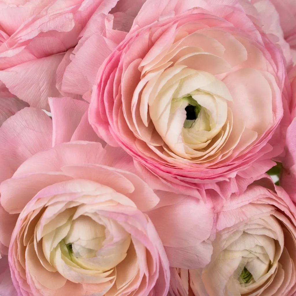 Favola Cloony Ranunculus