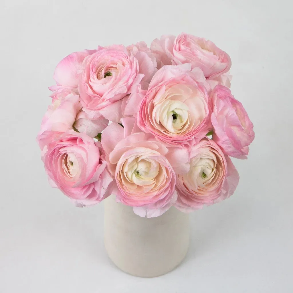 Favola Cloony Ranunculus