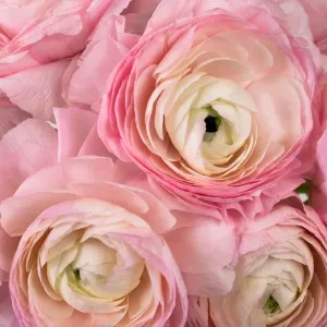 Favola Cloony Ranunculus