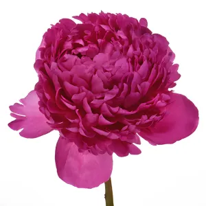 Felix Crouse Peonies for May Delivery