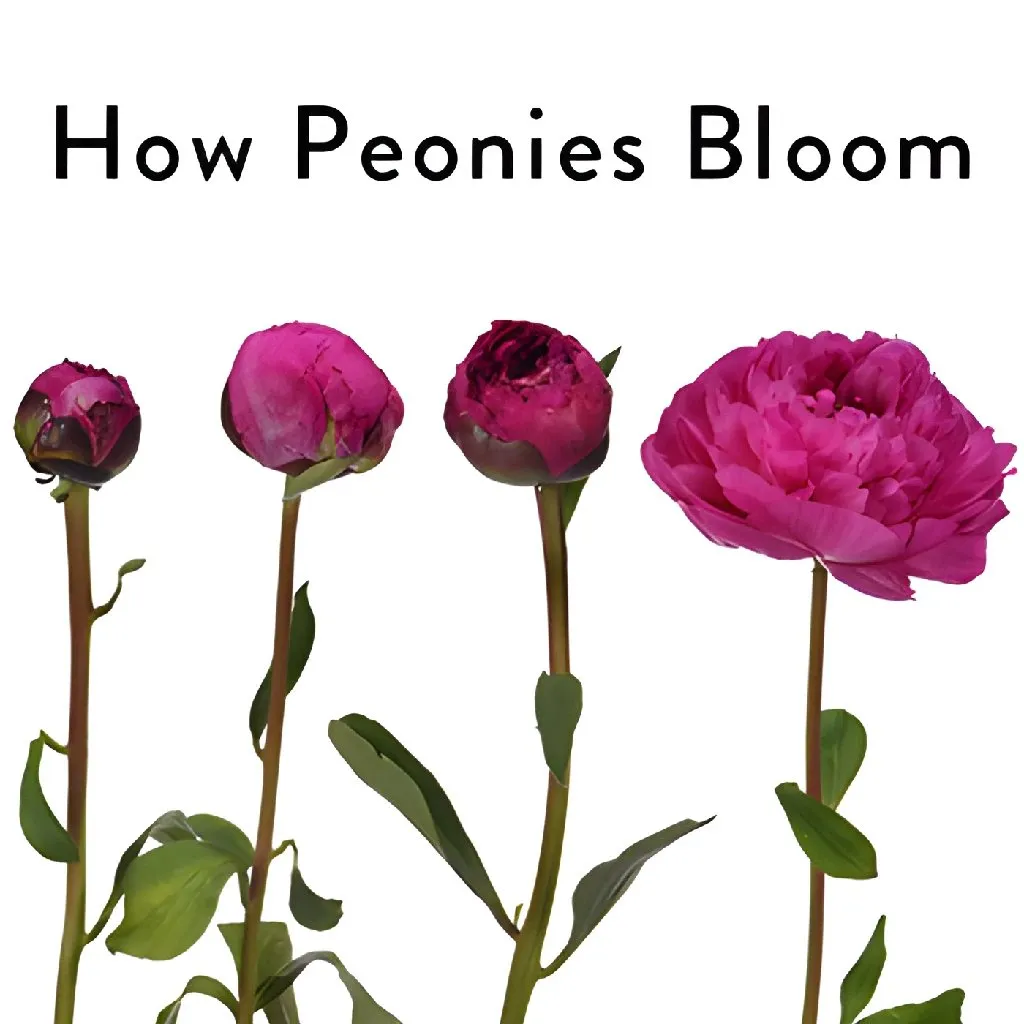 Felix Crouse Peonies for May Delivery