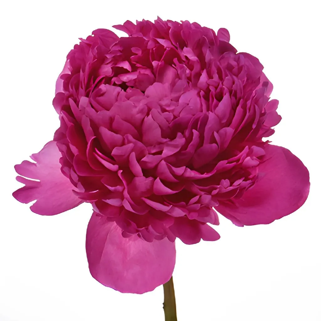 Felix Crouse Peonies for May Delivery