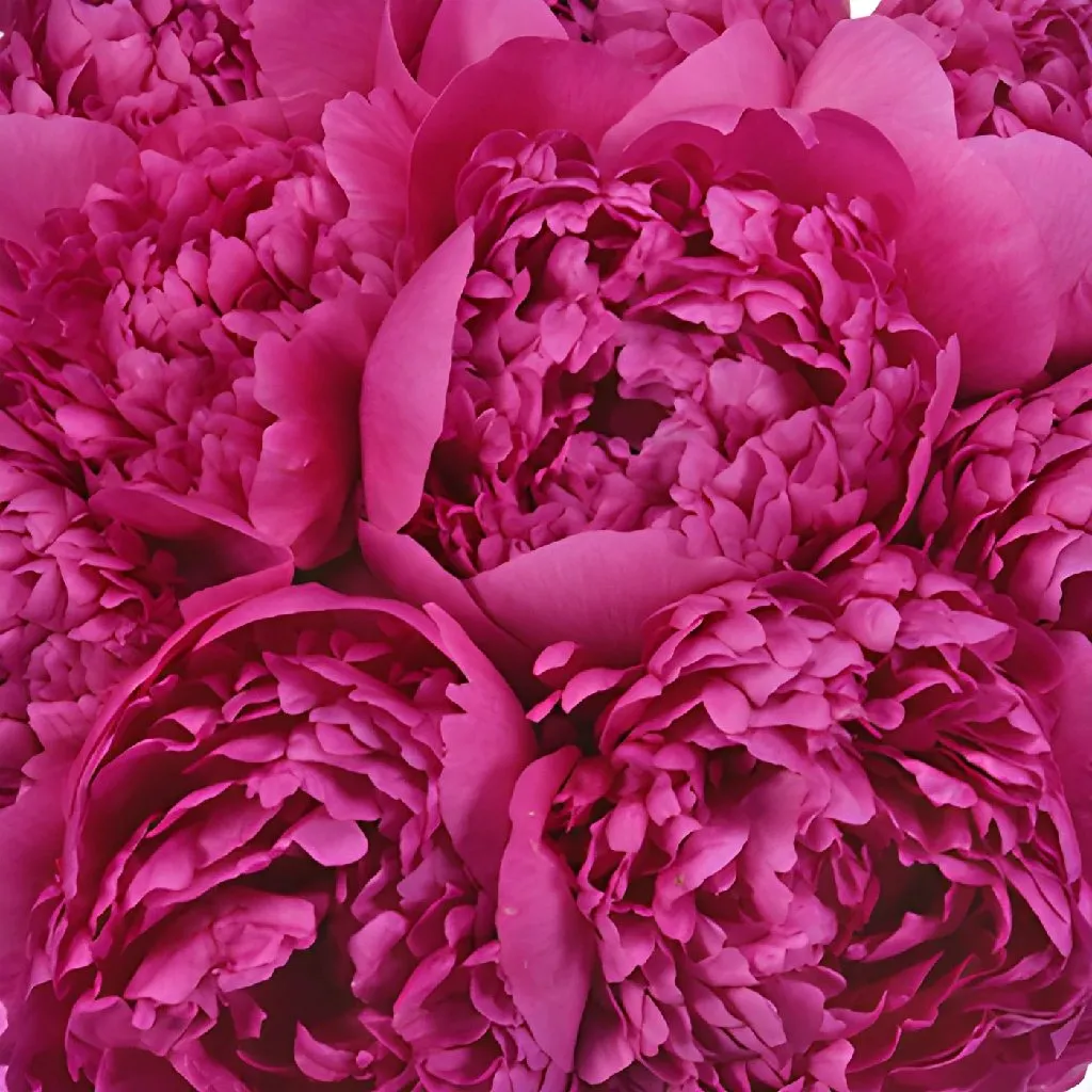 Felix Crouse Peonies for May Delivery