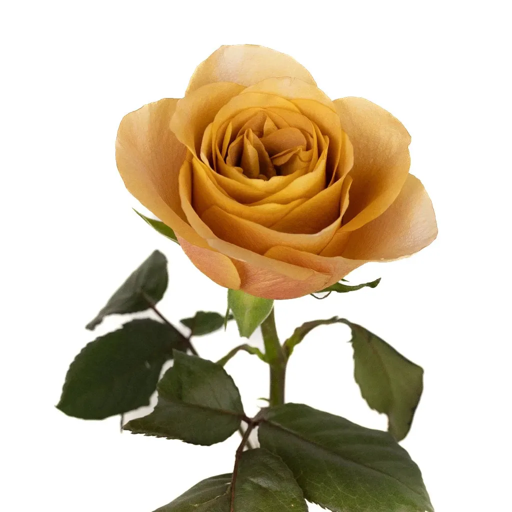 Ginger Snap Garden Rose