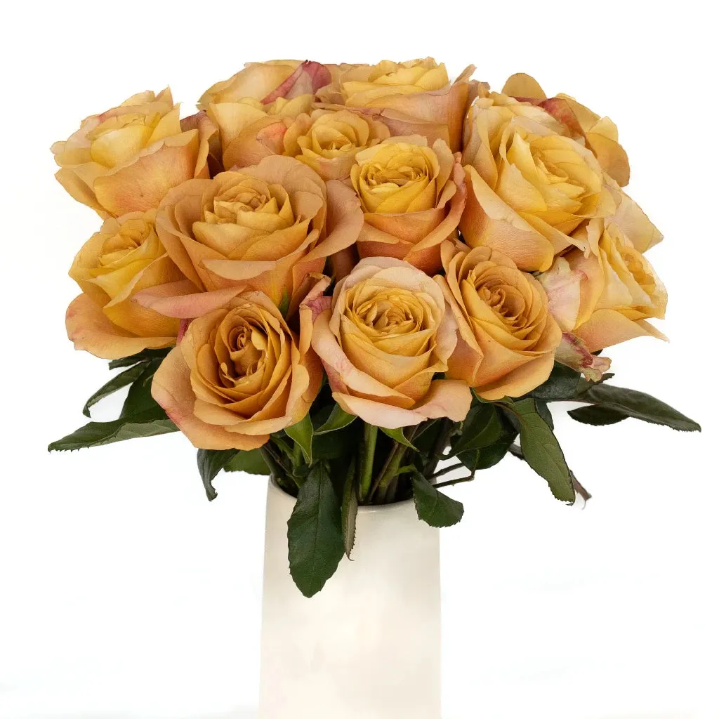 Ginger Snap Garden Rose