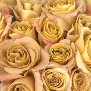 Ginger Snap Garden Rose