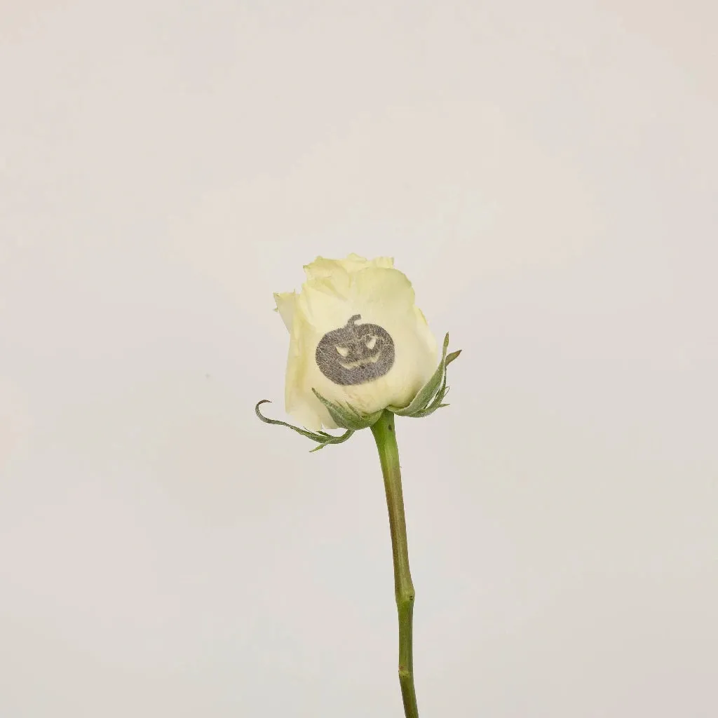 Glow in The Dark Jack O Lantern Roses