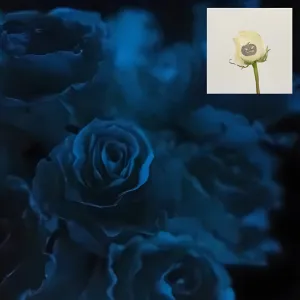 Glow in The Dark Jack O Lantern Roses