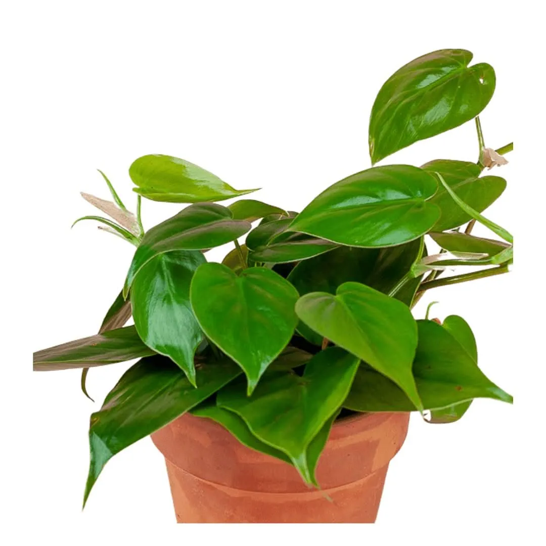 Heart Leaf Philodendron