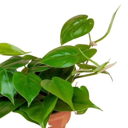 Heart Leaf Philodendron