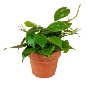Heart Leaf Philodendron