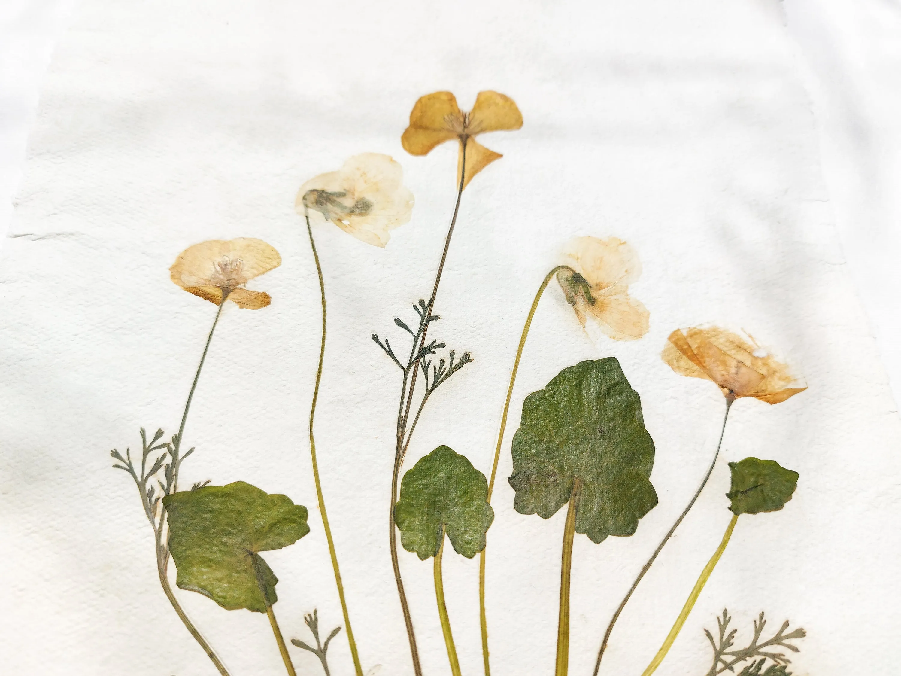Herbarium II Yellow poppies and white violets pressed flower Green plant Recycled paper for living room wall art UNFRAMED