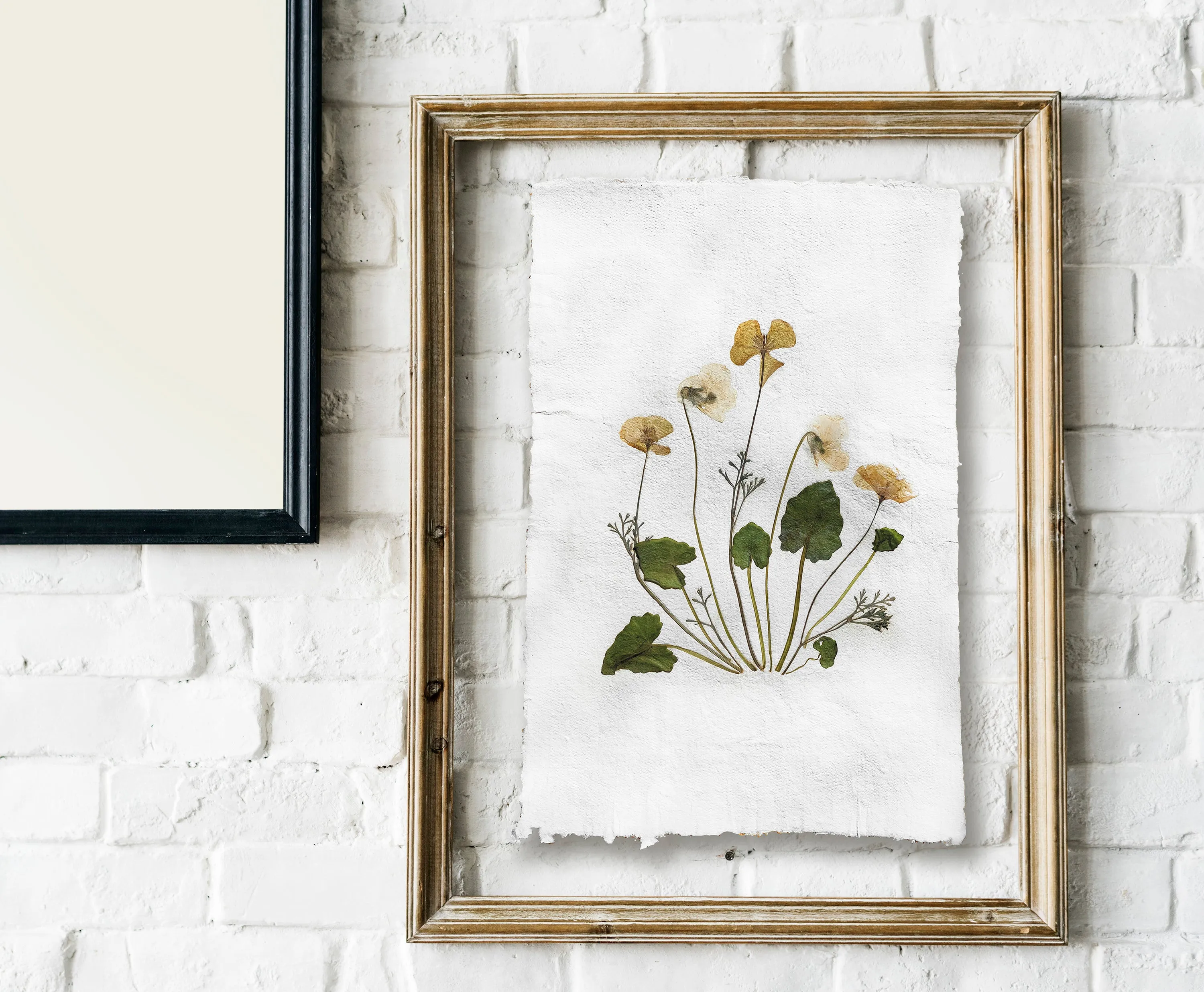 Herbarium II Yellow poppies and white violets pressed flower Green plant Recycled paper for living room wall art UNFRAMED