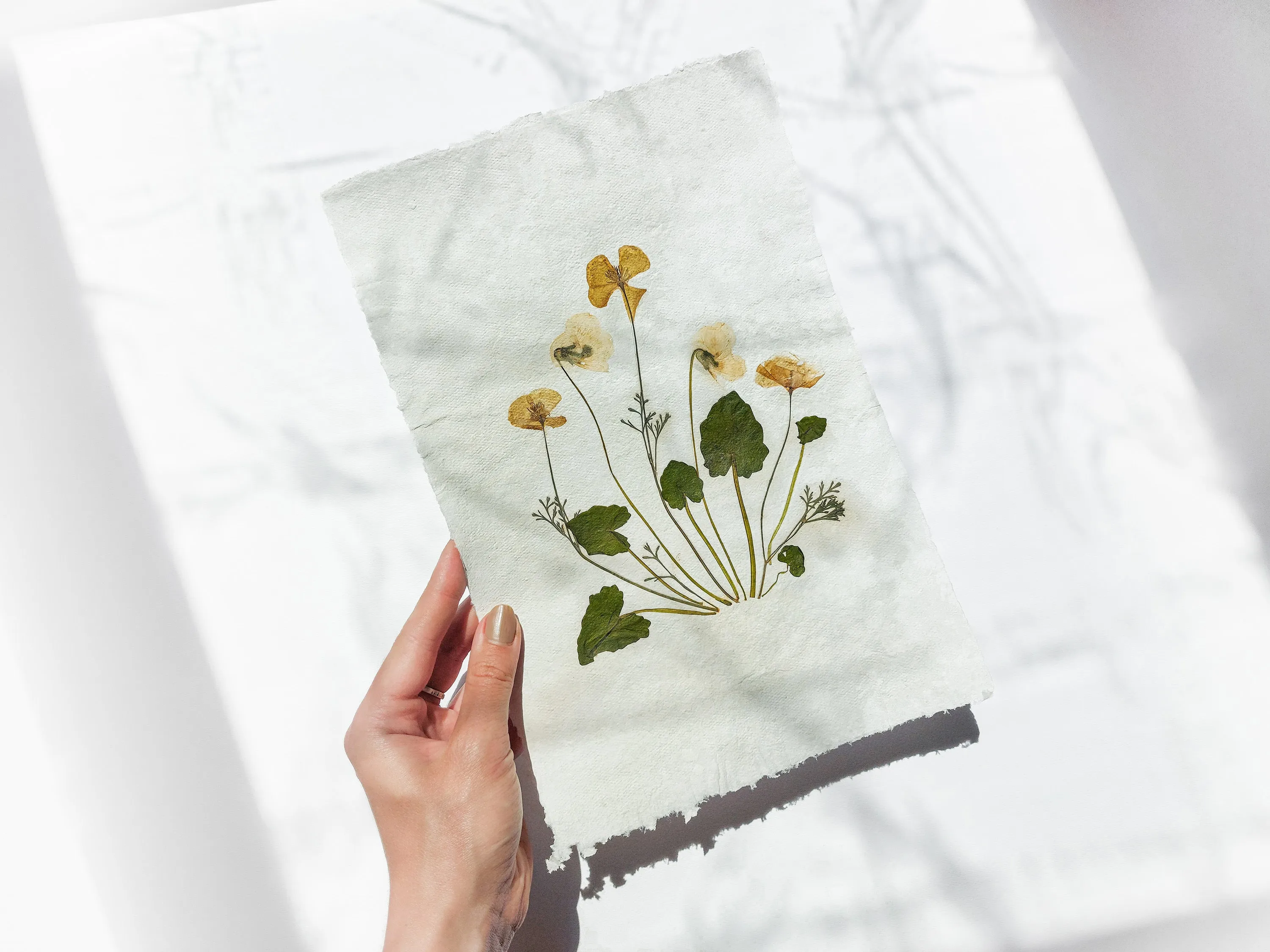 Herbarium II Yellow poppies and white violets pressed flower Green plant Recycled paper for living room wall art UNFRAMED