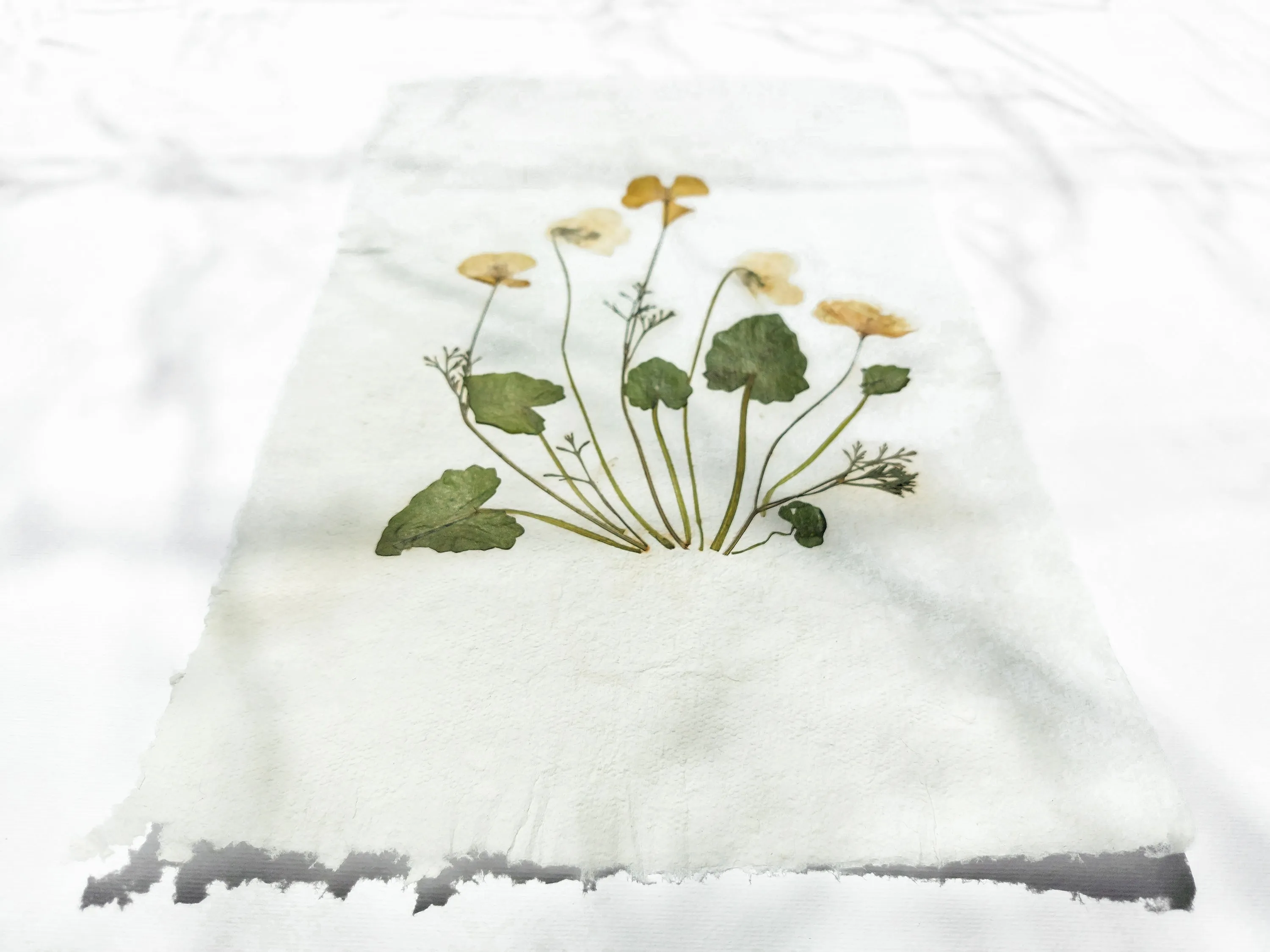 Herbarium II Yellow poppies and white violets pressed flower Green plant Recycled paper for living room wall art UNFRAMED