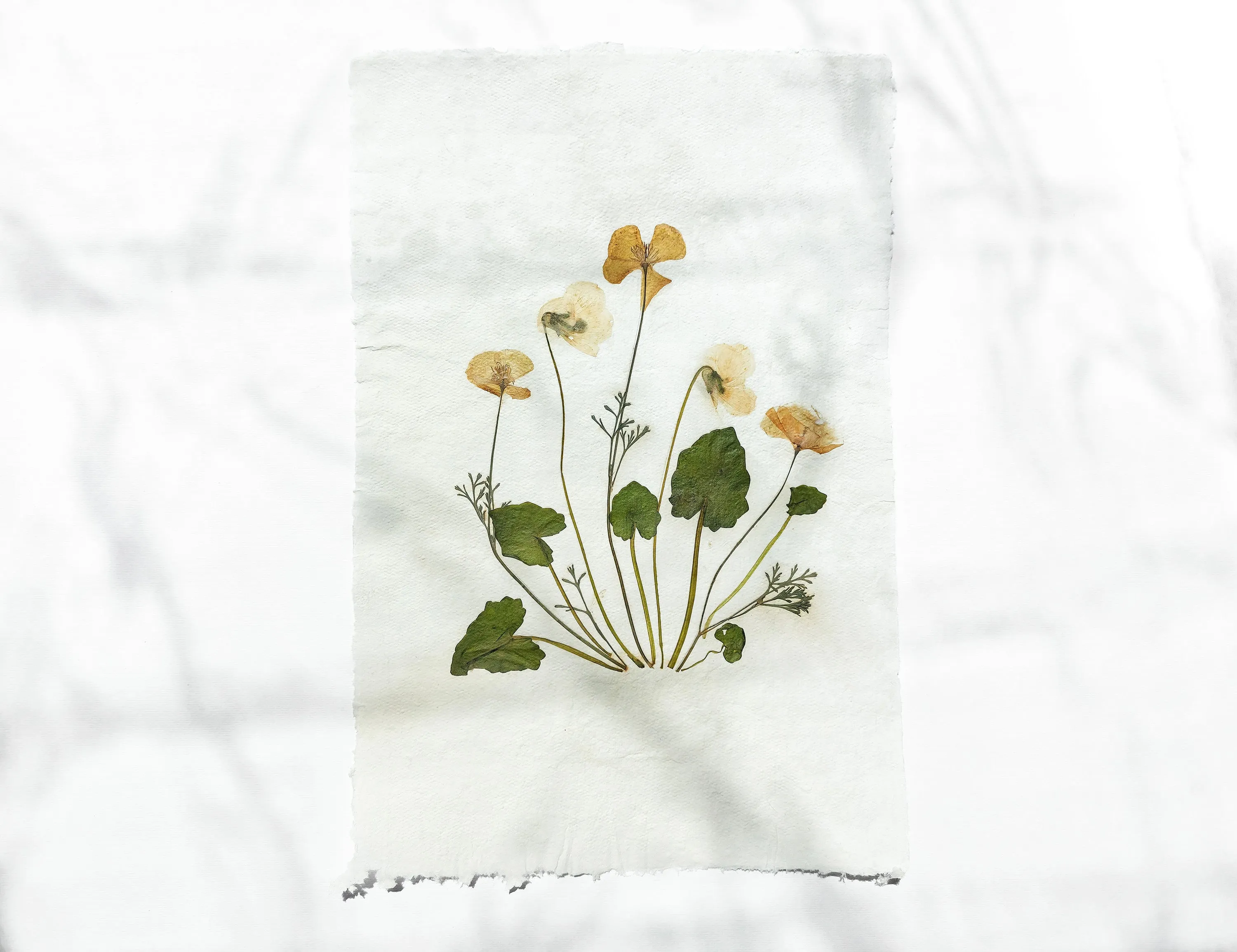 Herbarium II Yellow poppies and white violets pressed flower Green plant Recycled paper for living room wall art UNFRAMED