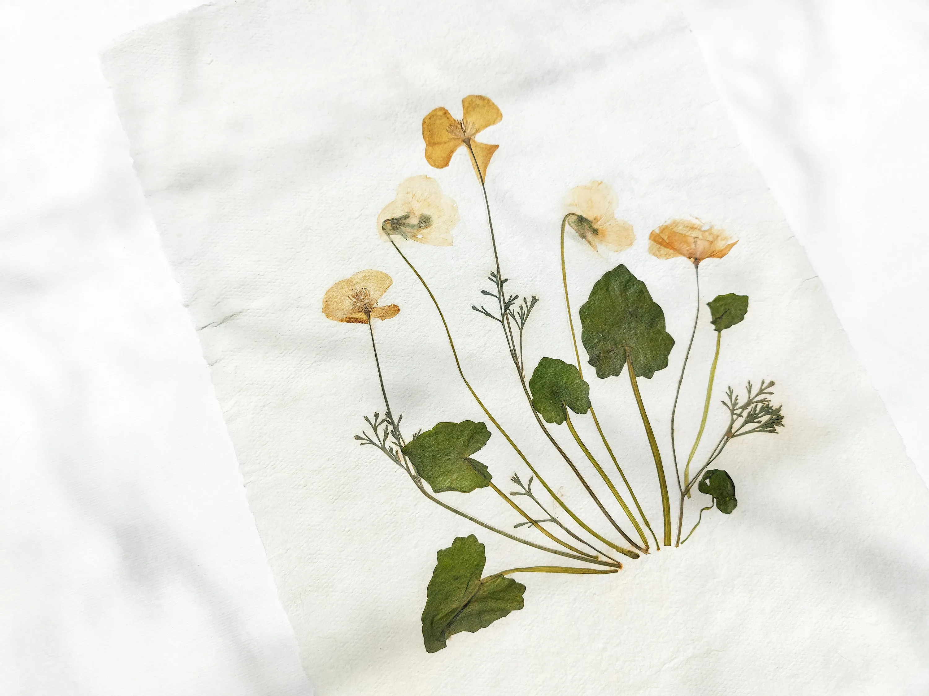 Herbarium II Yellow poppies and white violets pressed flower Green plant Recycled paper for living room wall art UNFRAMED