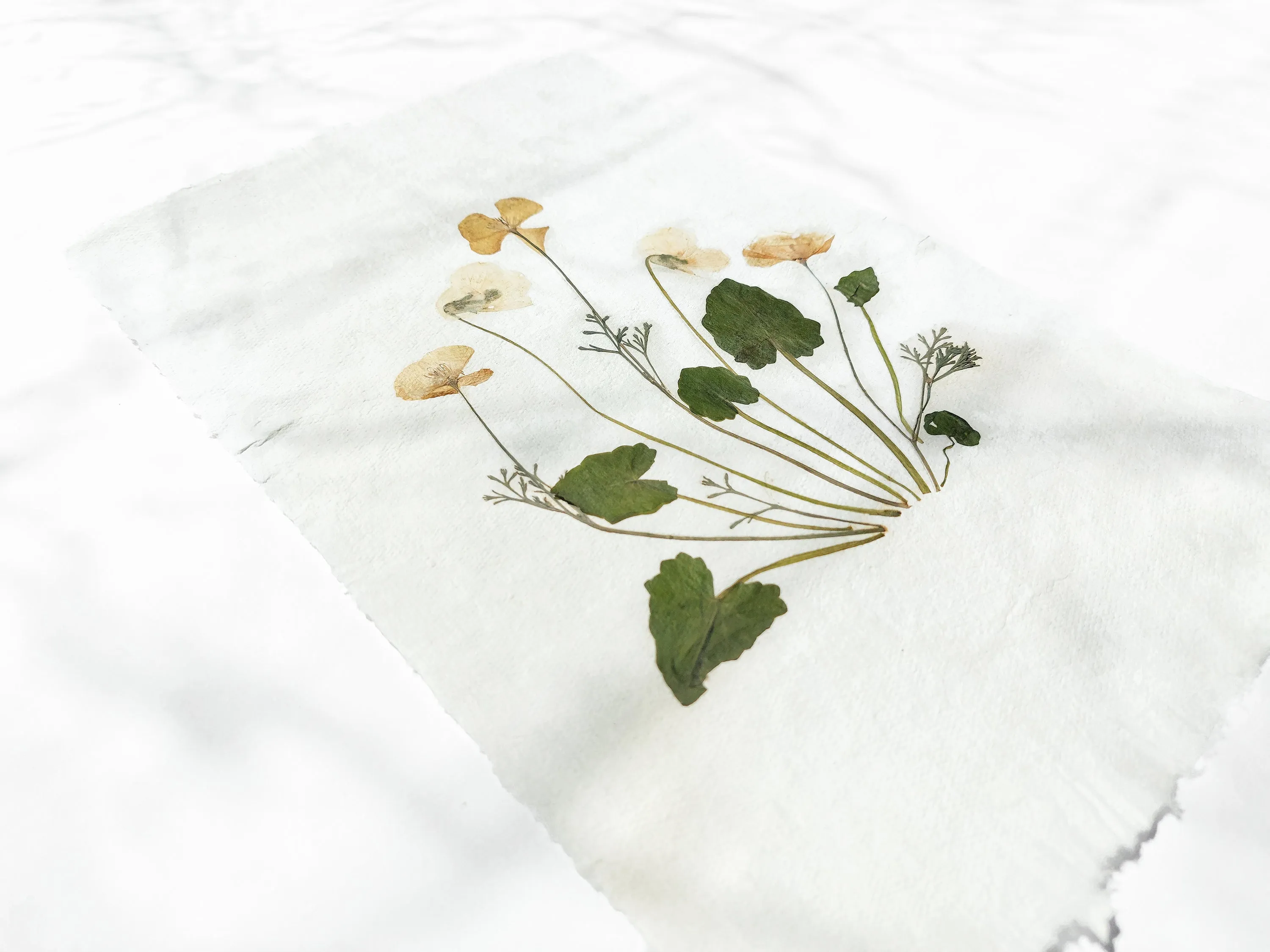 Herbarium II Yellow poppies and white violets pressed flower Green plant Recycled paper for living room wall art UNFRAMED