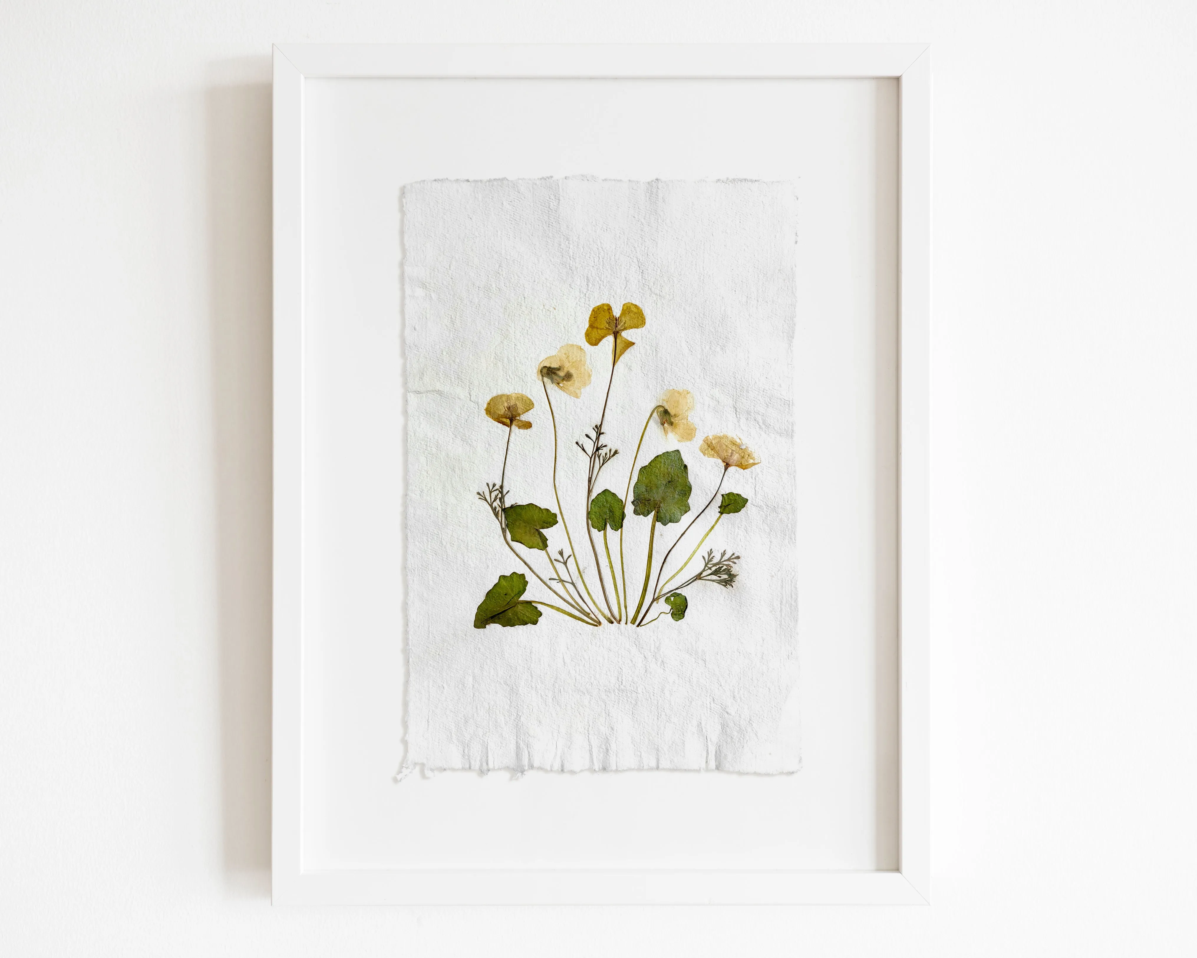 Herbarium II Yellow poppies and white violets pressed flower Green plant Recycled paper for living room wall art UNFRAMED