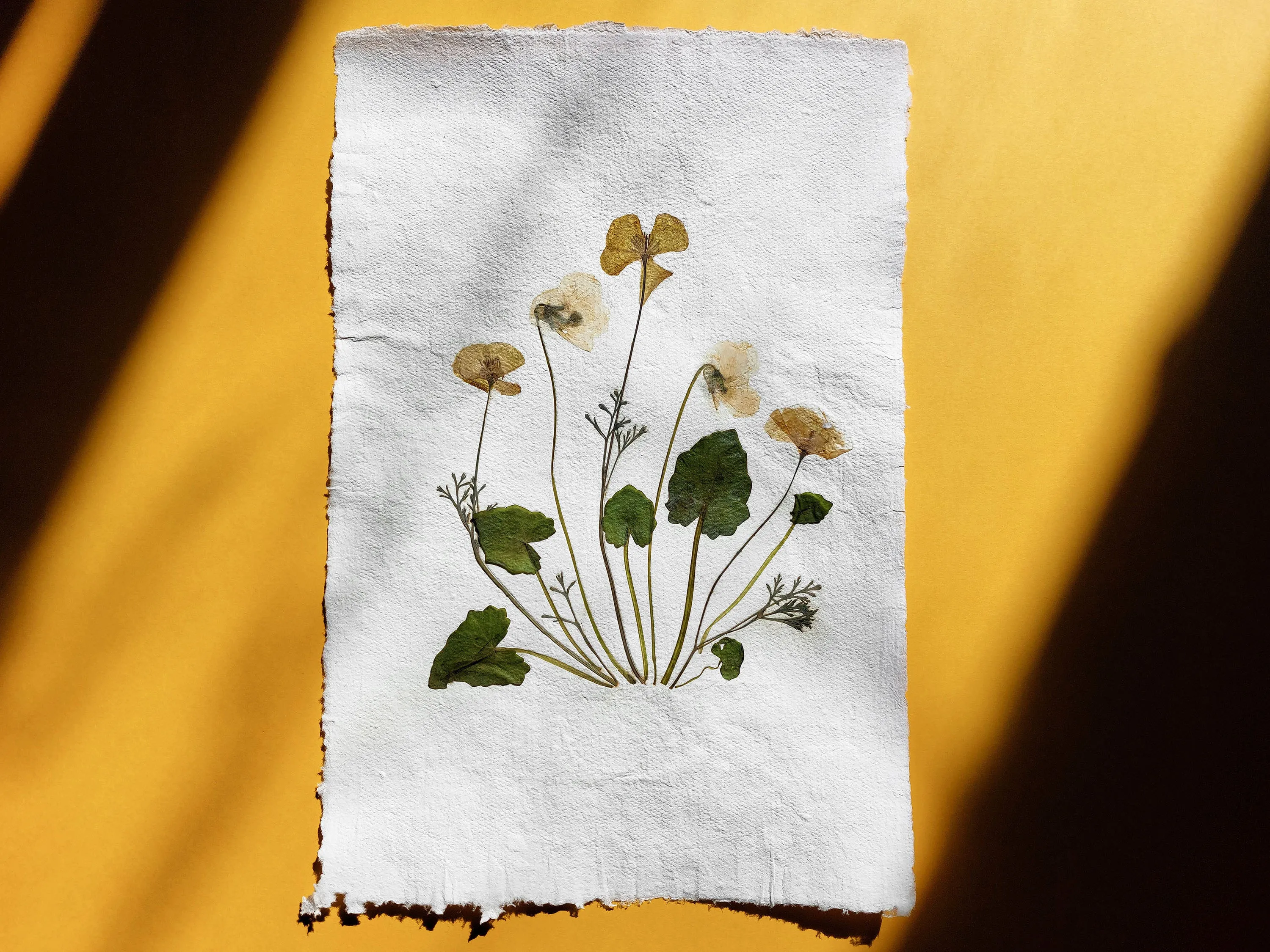 Herbarium II Yellow poppies and white violets pressed flower Green plant Recycled paper for living room wall art UNFRAMED
